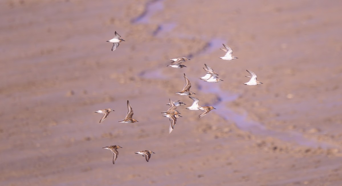 Red-necked Stint - ML640367273
