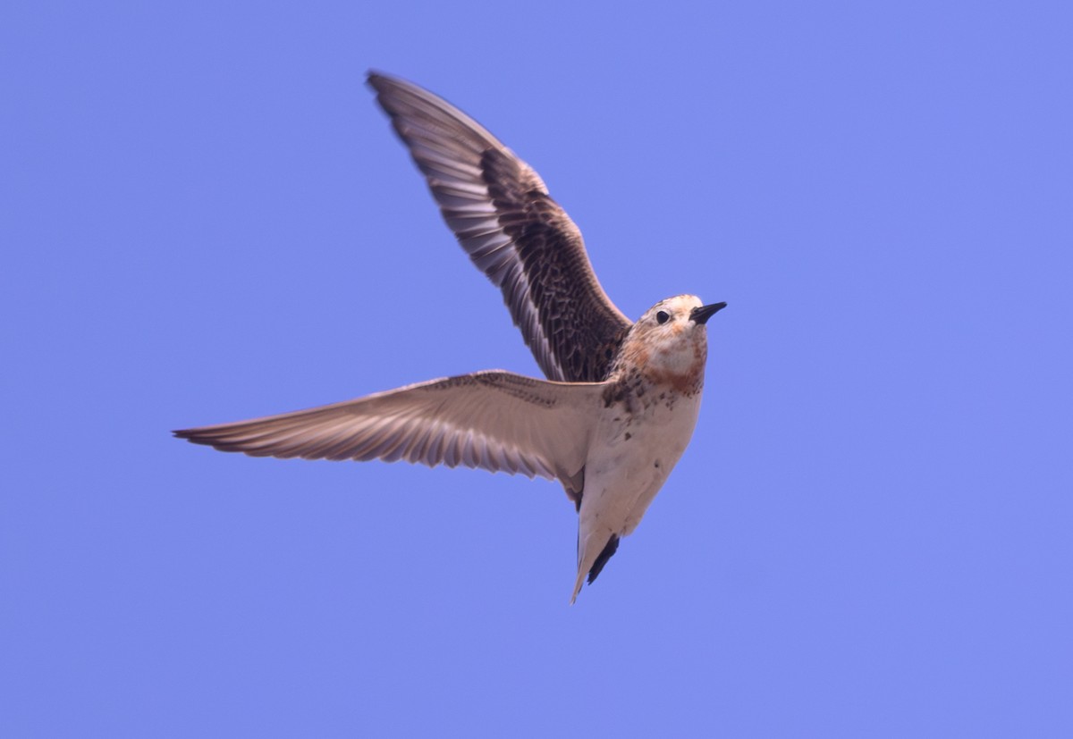 Red-necked Stint - ML640367281
