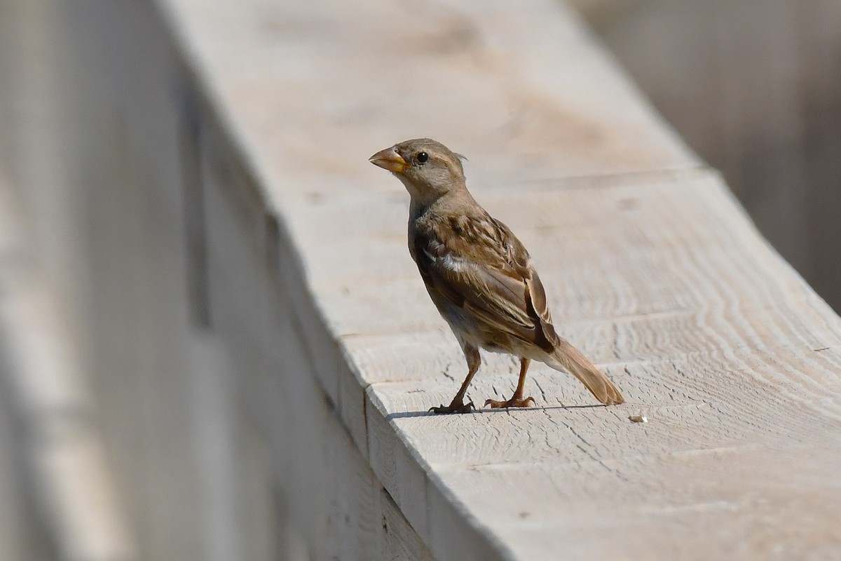 House Sparrow - ML640367282