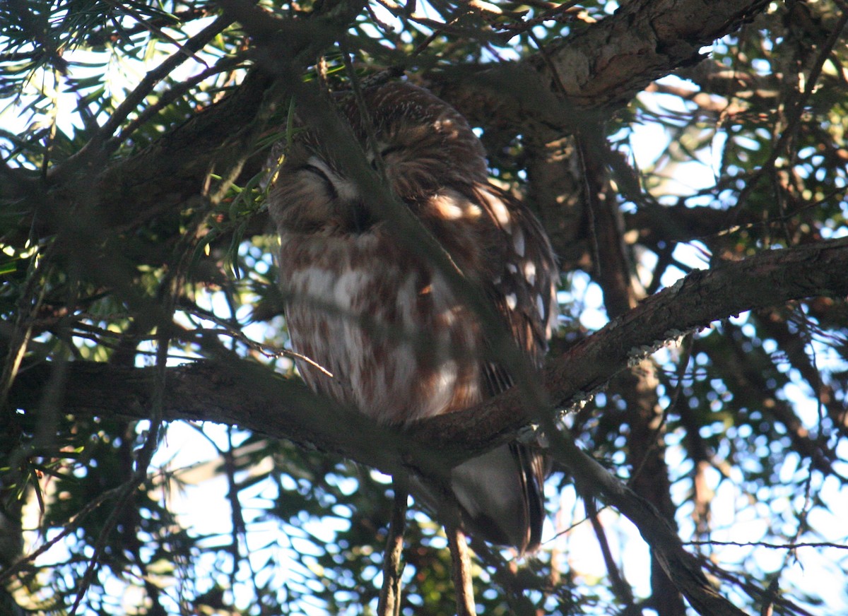 Northern Saw-whet Owl - ML640367321