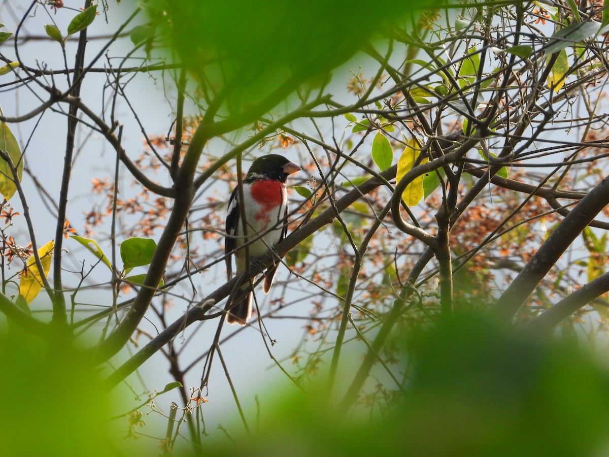 Rose-breasted Grosbeak - ML640367395