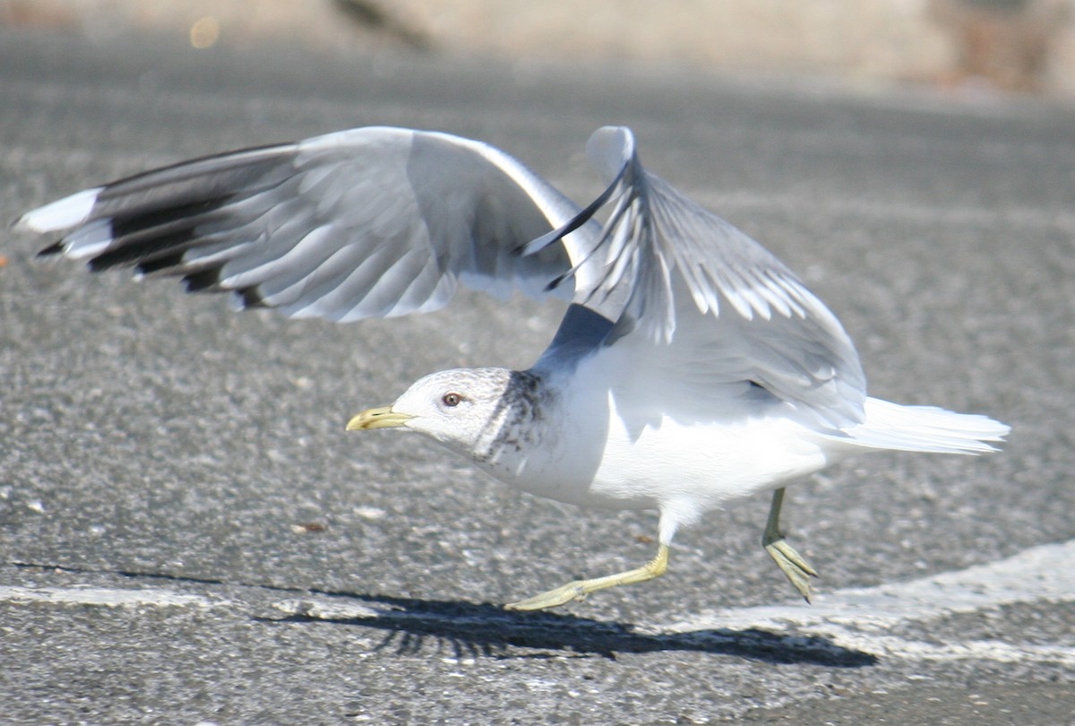 Common Gull (Kamchatka) - ML640367407