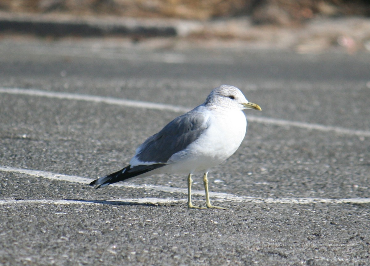 Common Gull (Kamchatka) - ML640367420