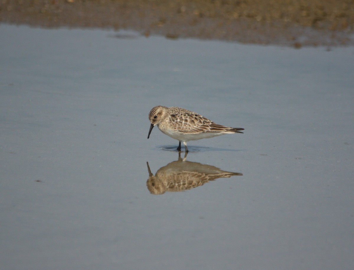 Baird's Sandpiper - ML640367459