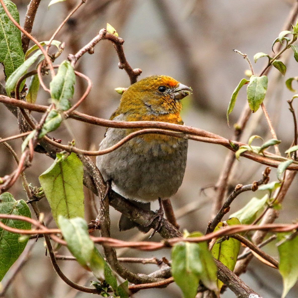 Crimson-browed Finch - ML640367546