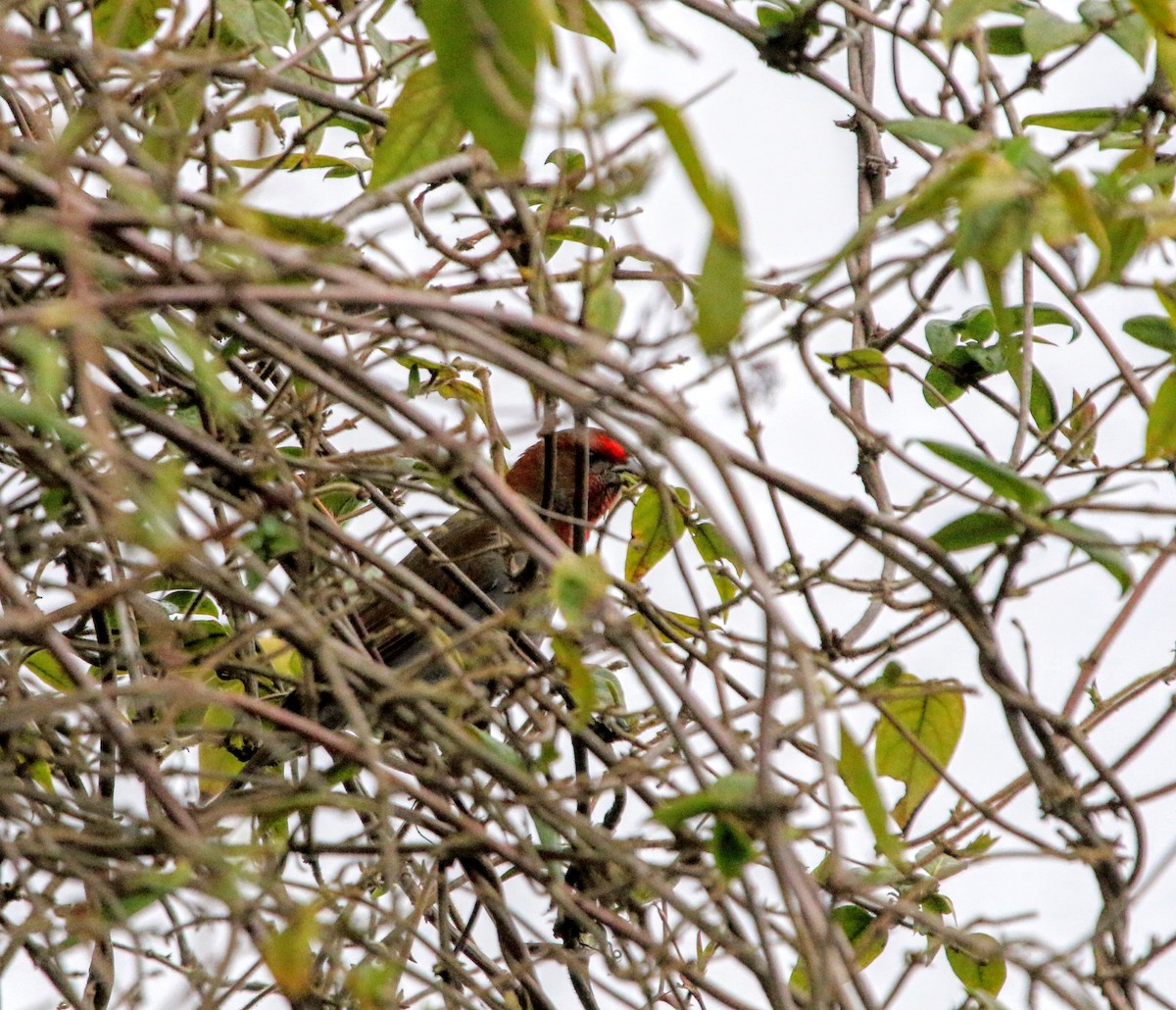 Crimson-browed Finch - ML640367547