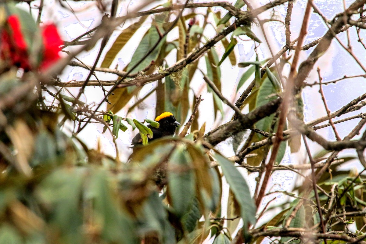 Gold-naped Finch - ML640367549