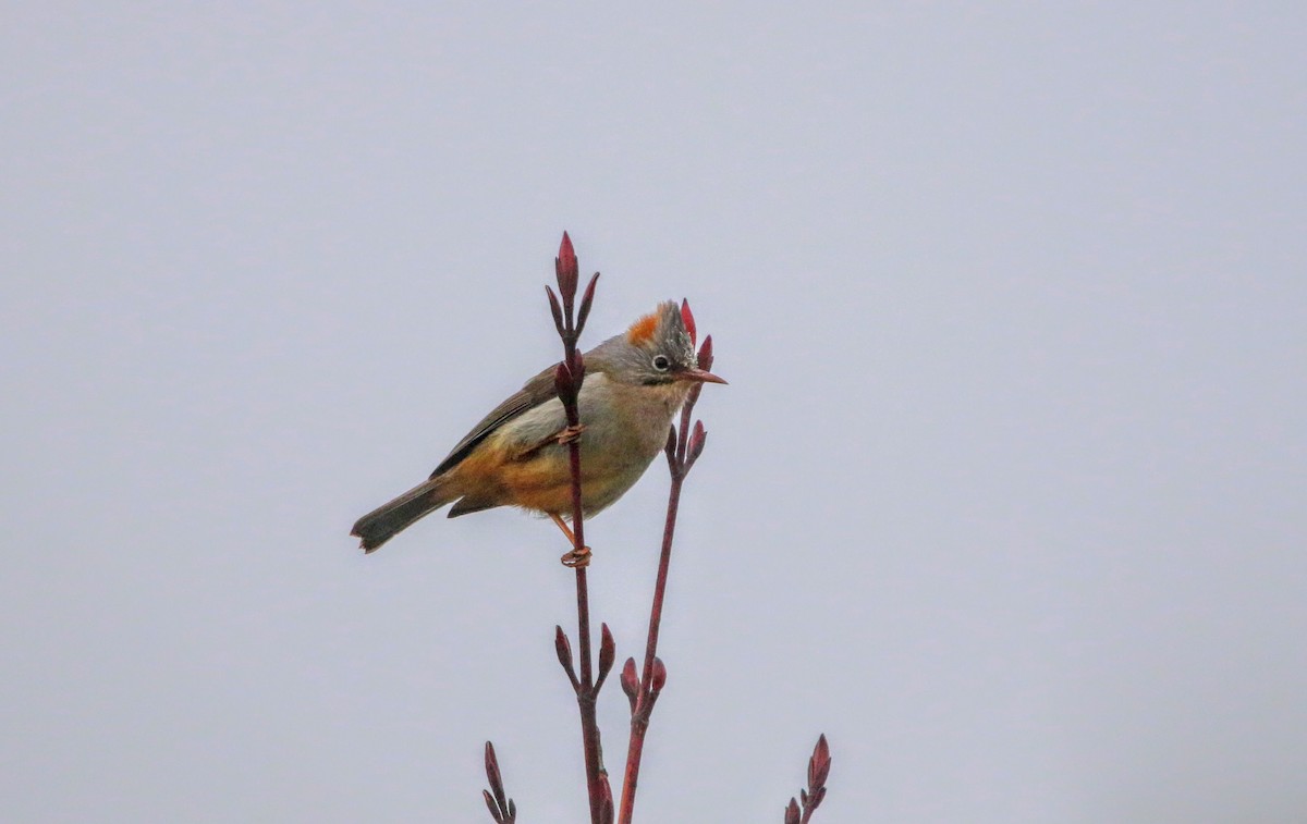 Rufous-vented Yuhina - ML640367550