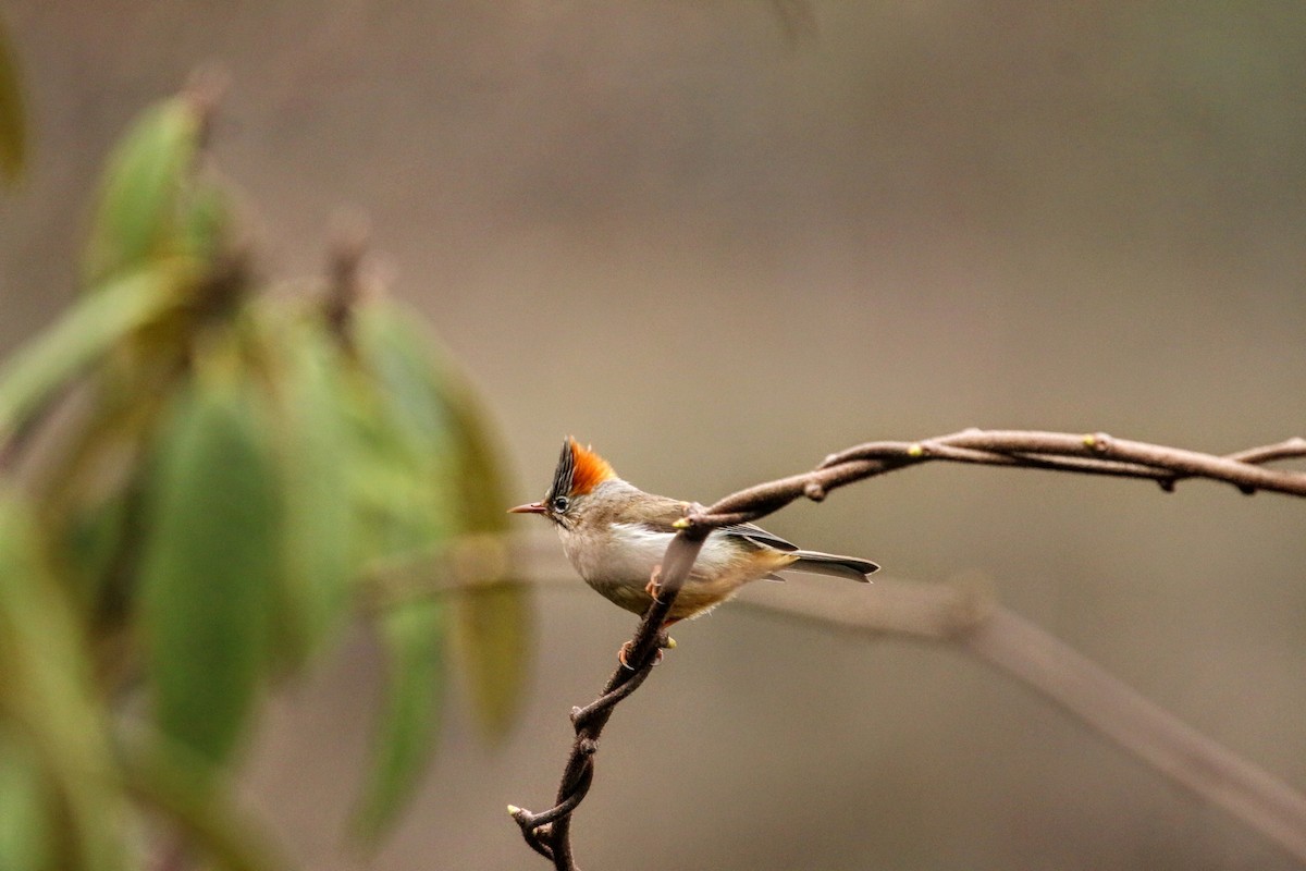 Rufous-vented Yuhina - ML640367552