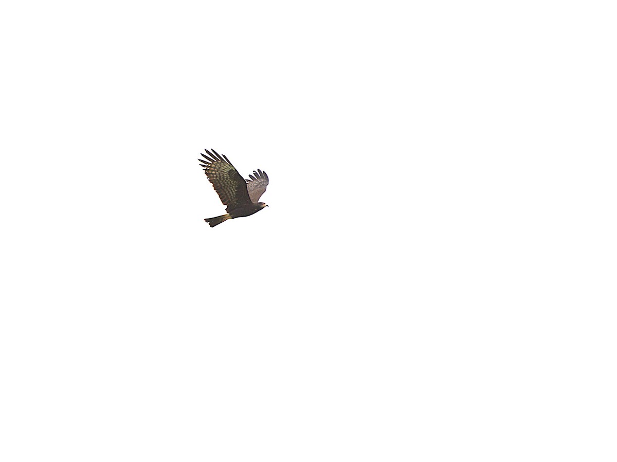Snail Kite - ML640367559