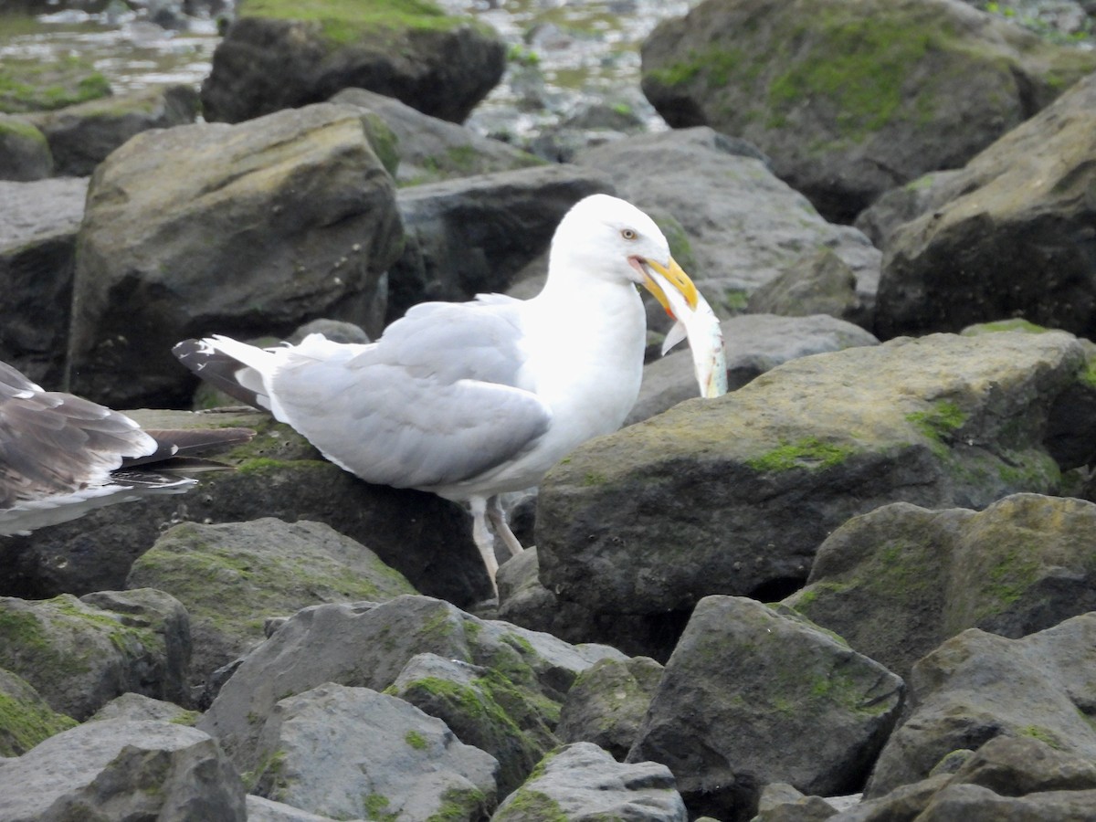 Gaviota Argéntea Americana - ML640367582