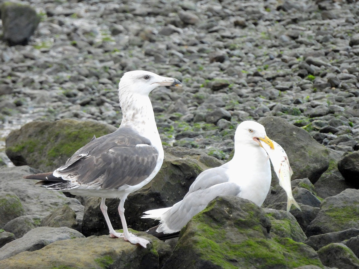 Gaviota Argéntea Americana - ML640367583