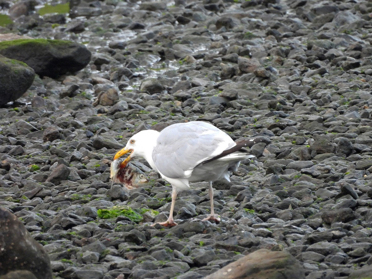 Gaviota Argéntea Americana - ML640367584