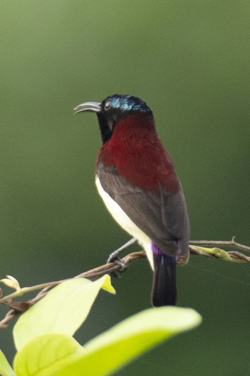 Crimson-backed Sunbird - ML640367588