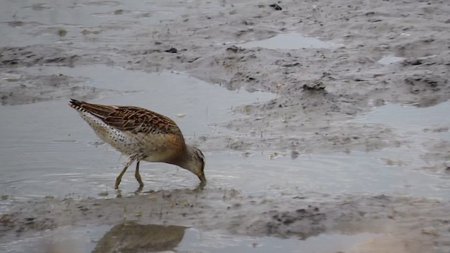 Short-billed Dowitcher - ML640367710