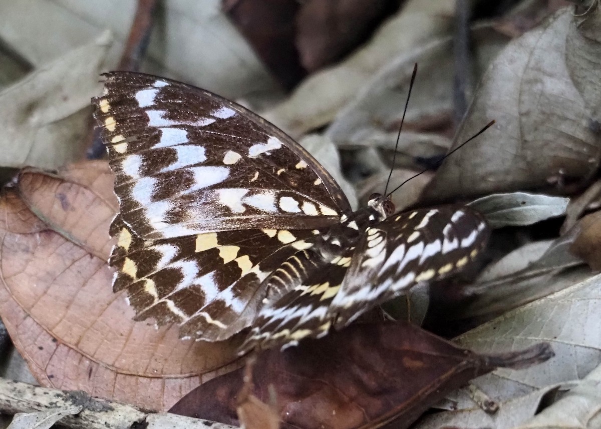 Black-tipped Archduke - ML640367732