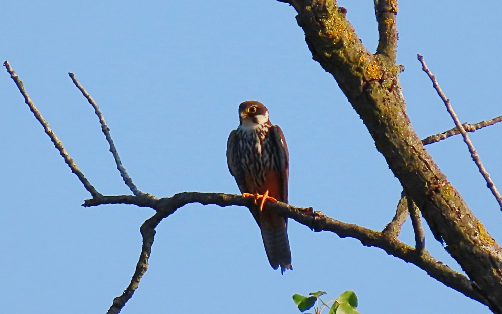 Alcotán Europeo - ML640367757