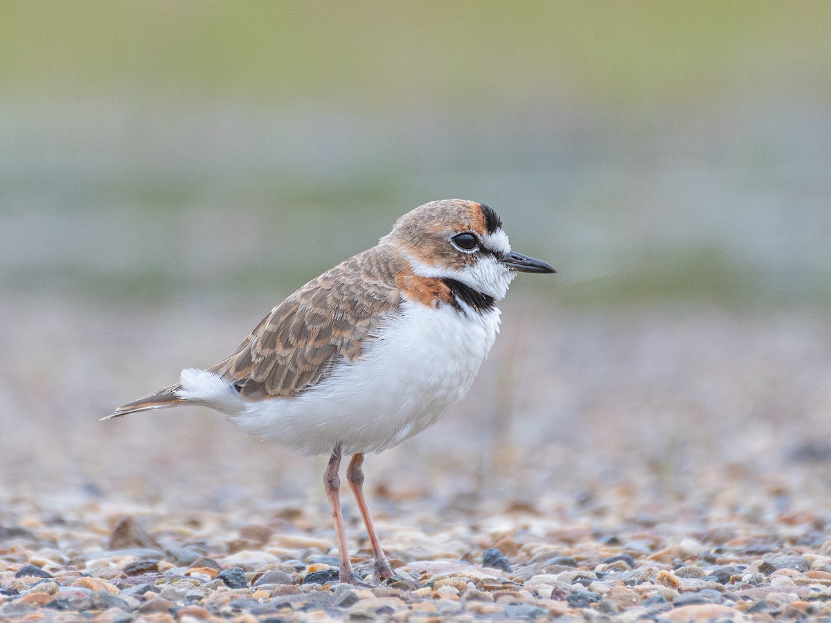 Collared Plover - ML640367839