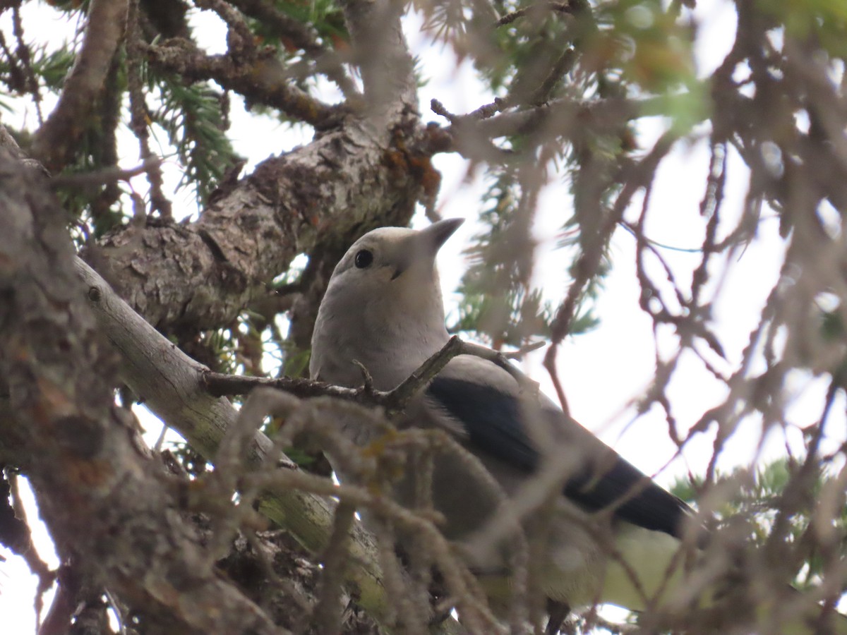 Clark's Nutcracker - ML640367860