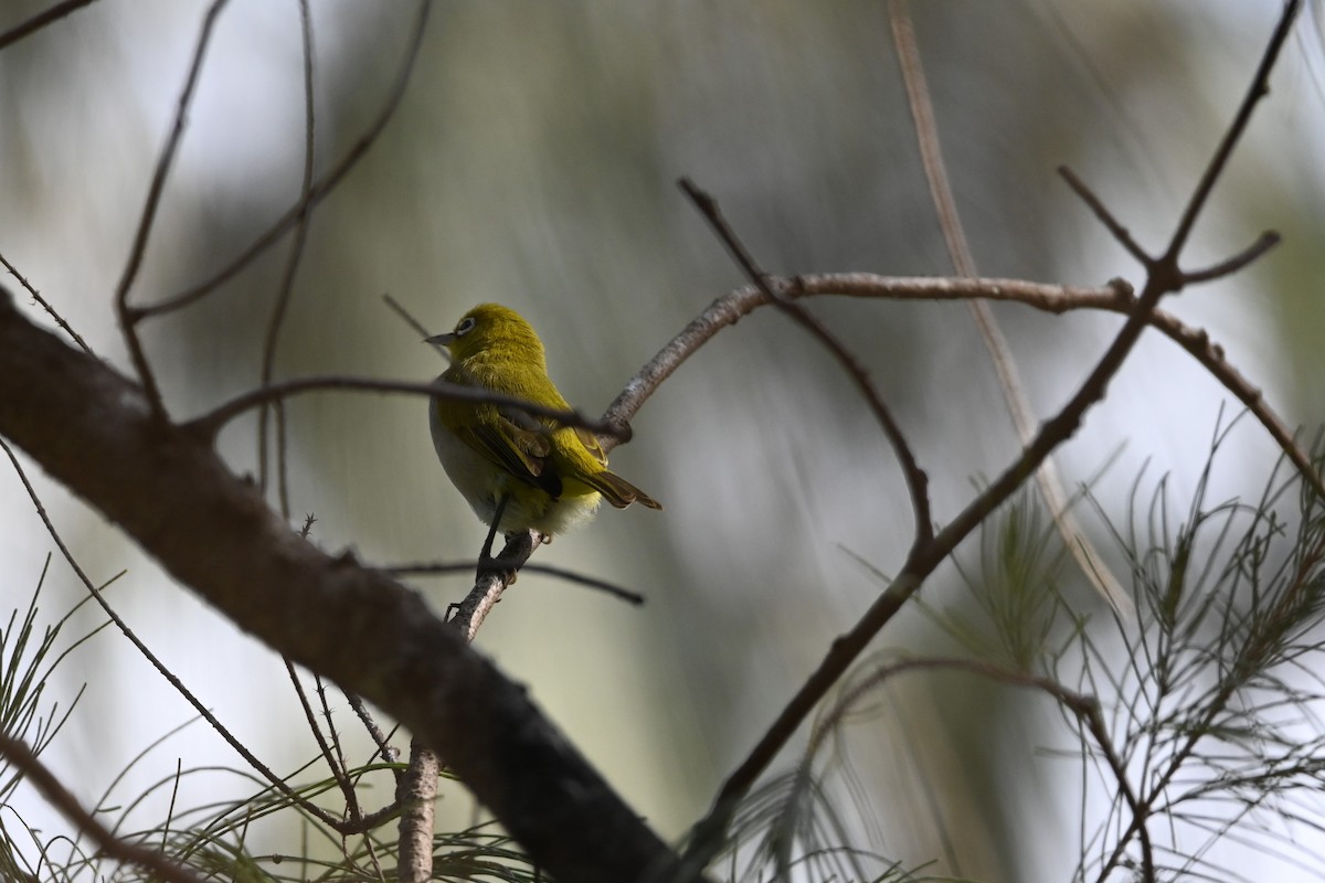 Ashy-bellied White-eye - ML640367877