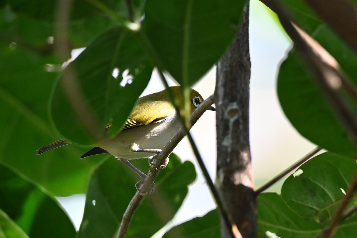 Ashy-bellied White-eye - ML640367878