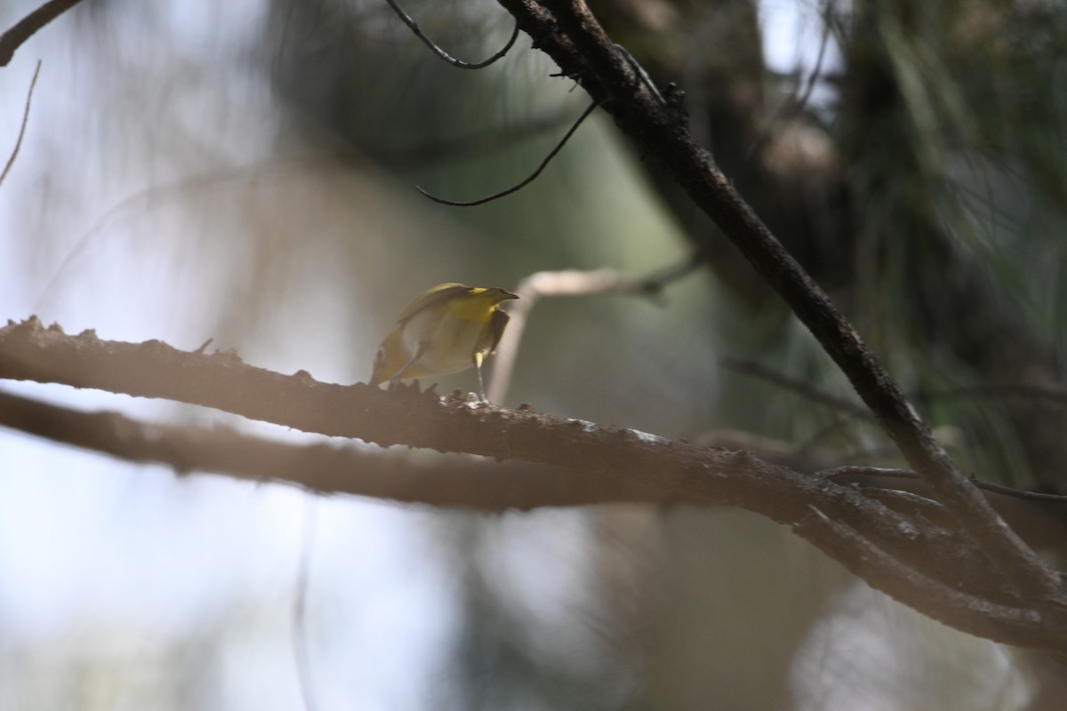 Ashy-bellied White-eye - ML640367879