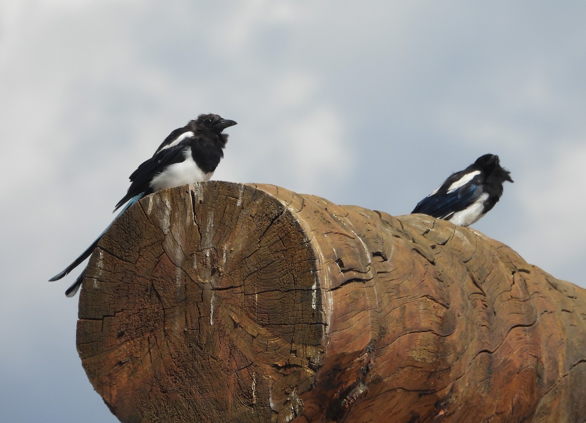 Black-billed Magpie - ML640367953