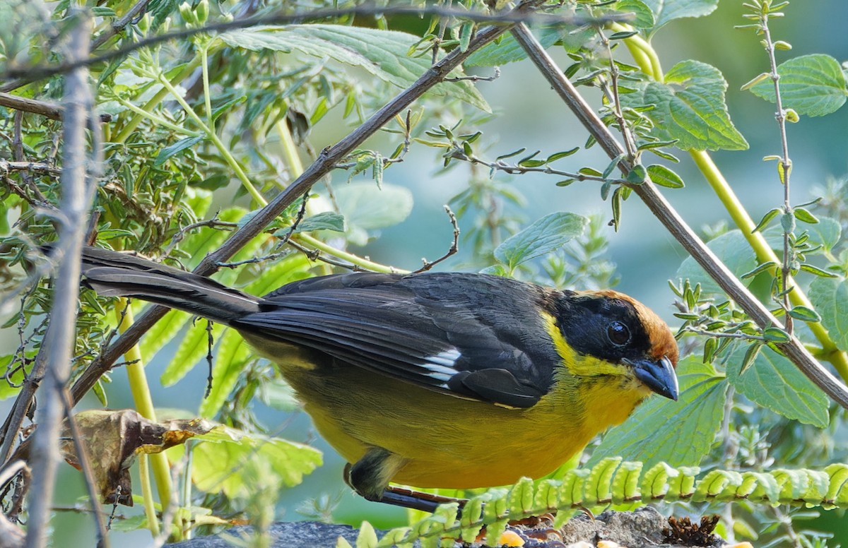 Yellow-breasted Brushfinch - ML640367958