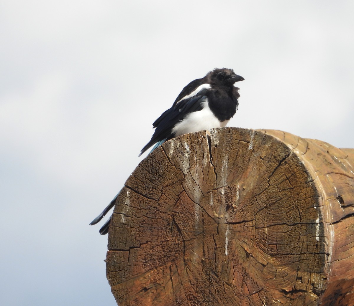 Black-billed Magpie - ML640367978