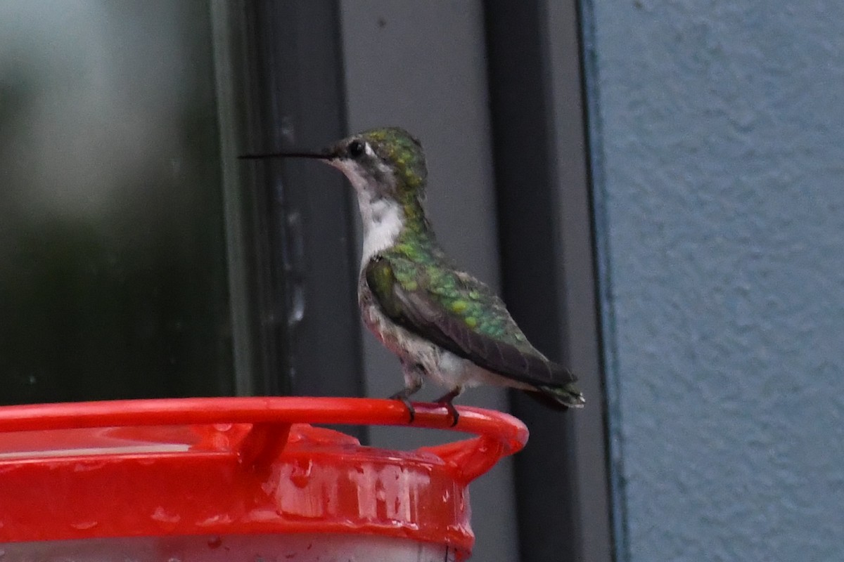 Ruby-throated Hummingbird - ML640367991