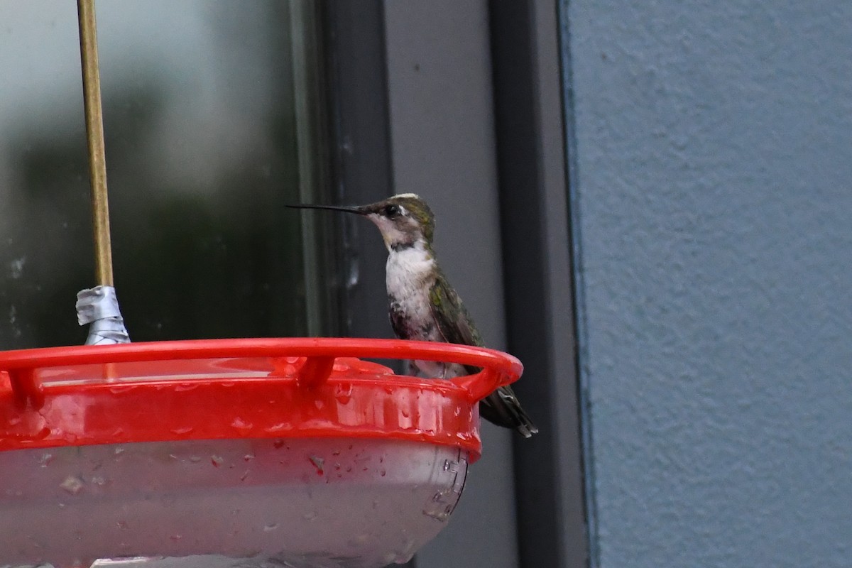 Ruby-throated Hummingbird - ML640367992