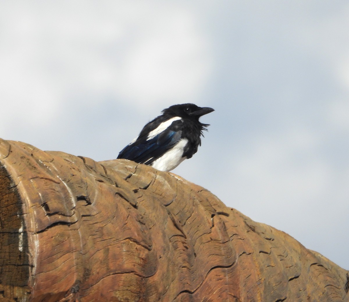 Black-billed Magpie - ML640367995