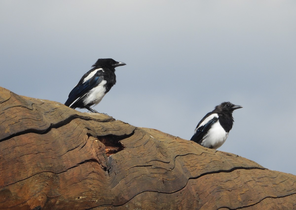 Black-billed Magpie - ML640368026