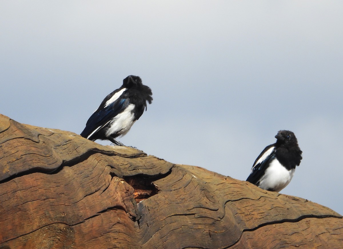 Black-billed Magpie - ML640368039