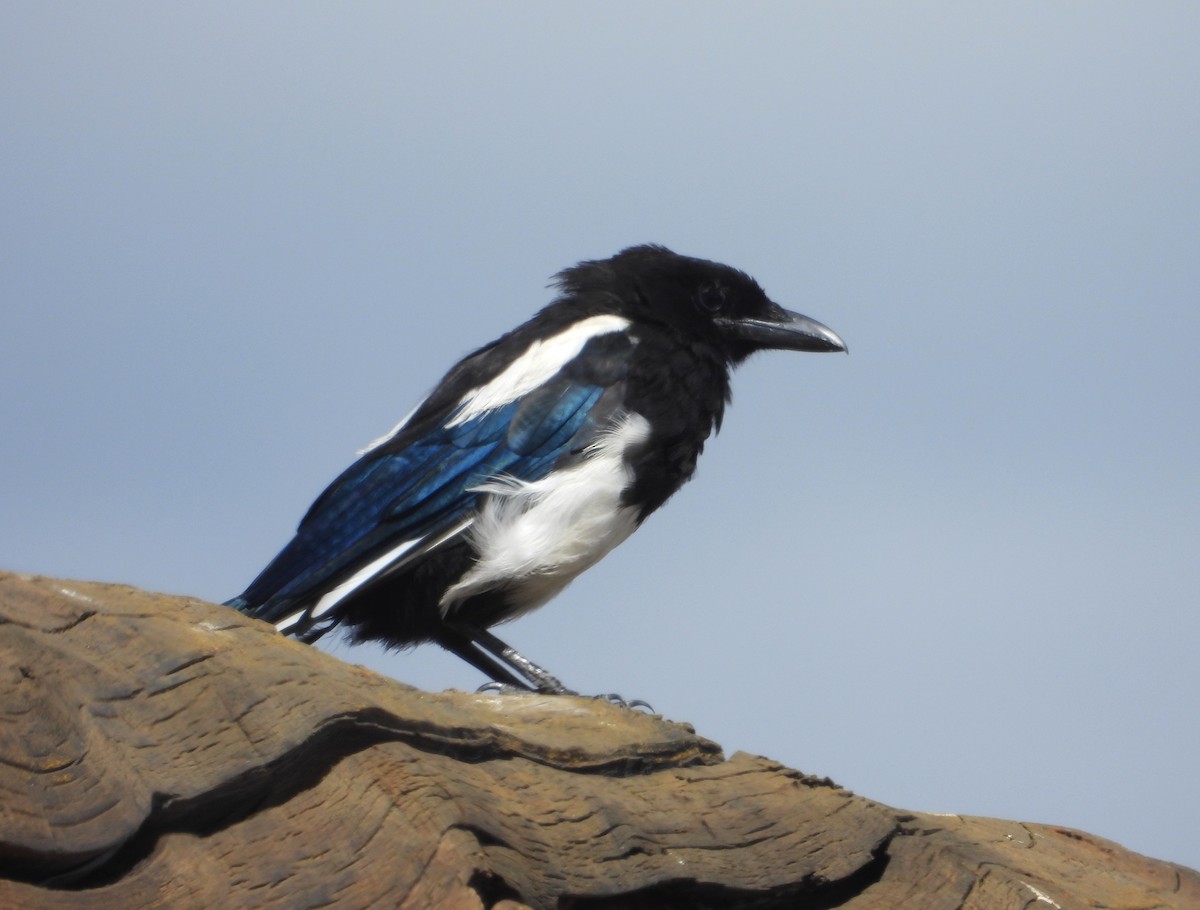 Black-billed Magpie - ML640368058