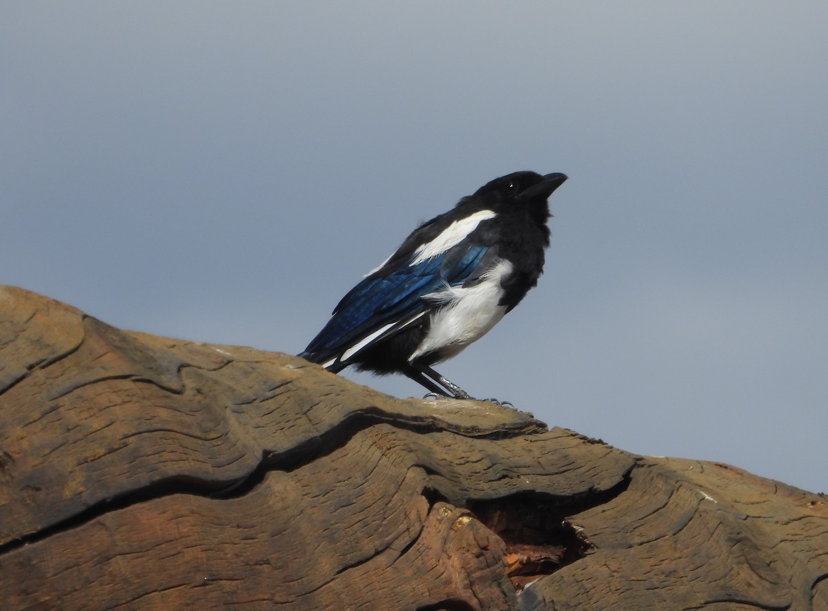 Black-billed Magpie - ML640368077