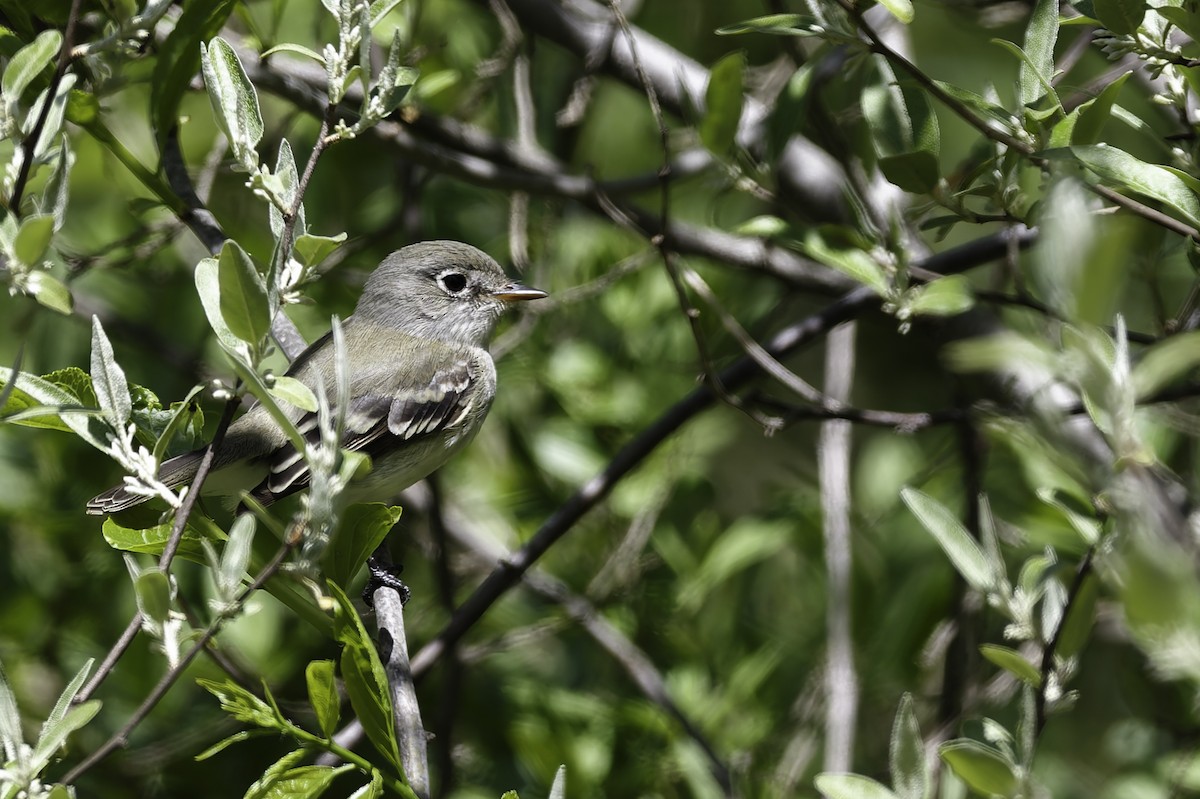 Alder Flycatcher - ML640368094