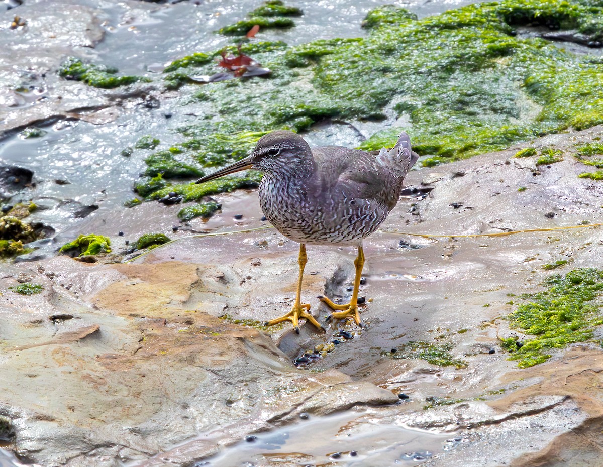 Wandering Tattler - ML640368186