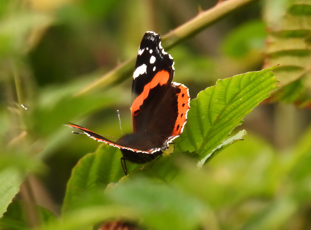 優紅蛺蝶 - ML640368208