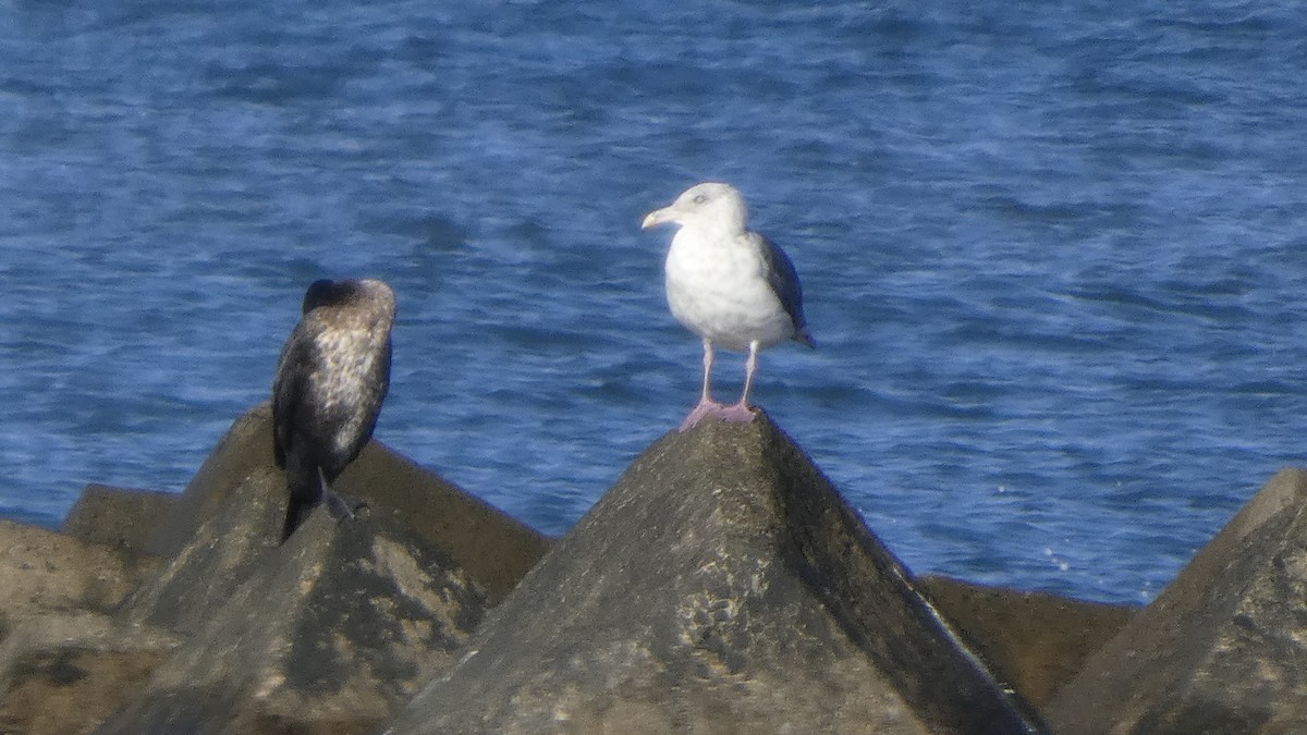 Slaty-backed Gull - ML640368210