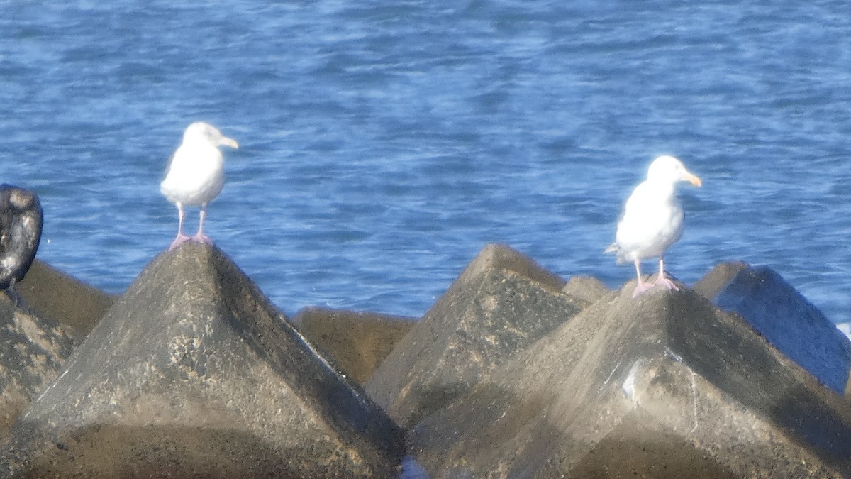 Slaty-backed Gull - ML640368211