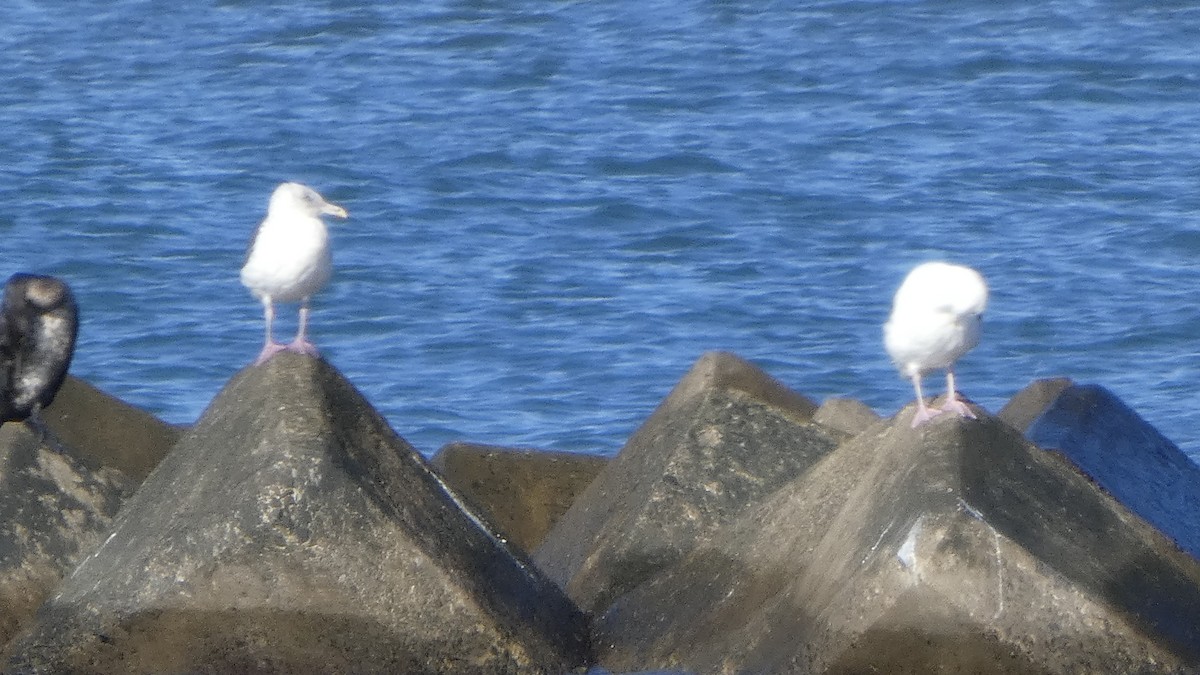 Slaty-backed Gull - ML640368214