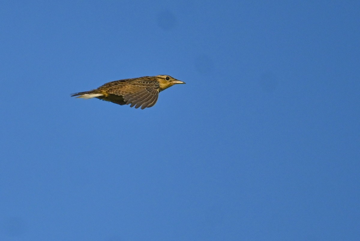 Eastern Meadowlark (Eastern) - ML640368238