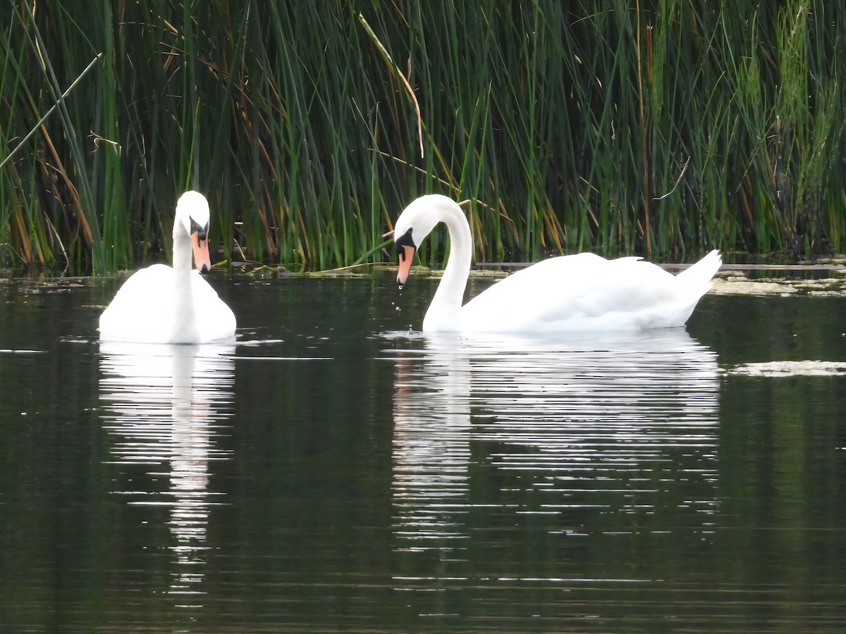 疣鼻天鵝 - ML640368266