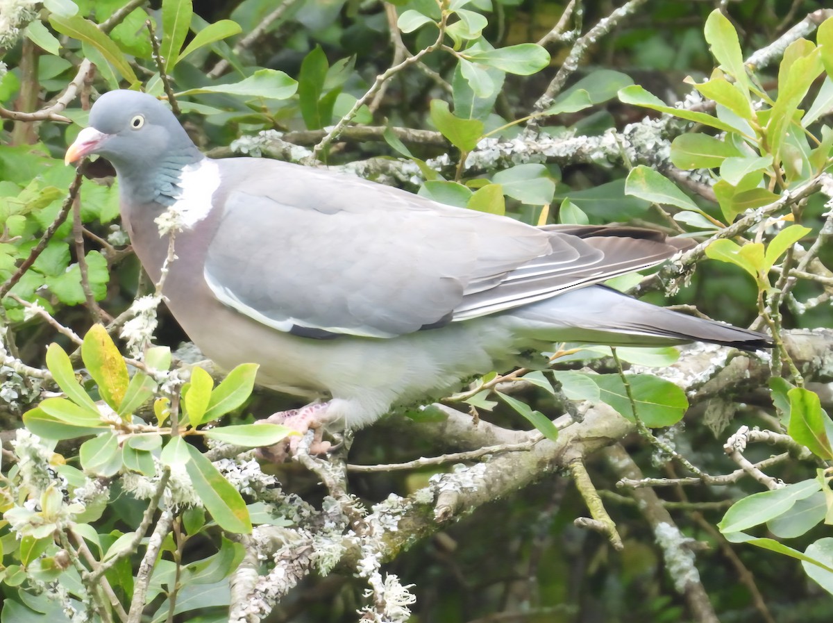 Common Wood-Pigeon - ML640368270