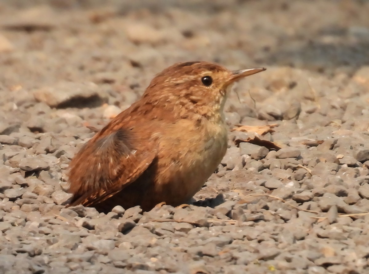 鷦鷯 - ML640368276