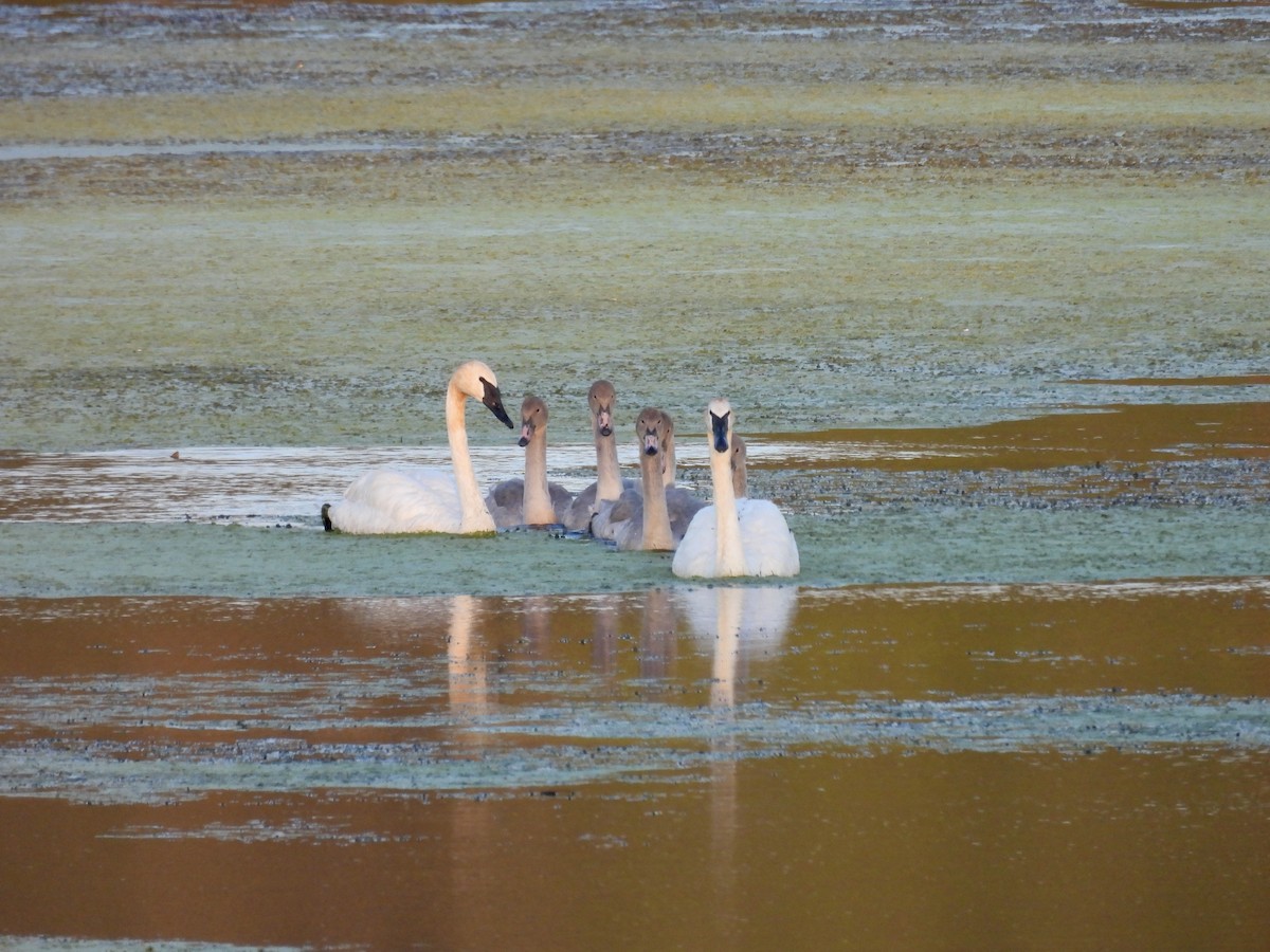 Trumpeter Swan - ML640368304