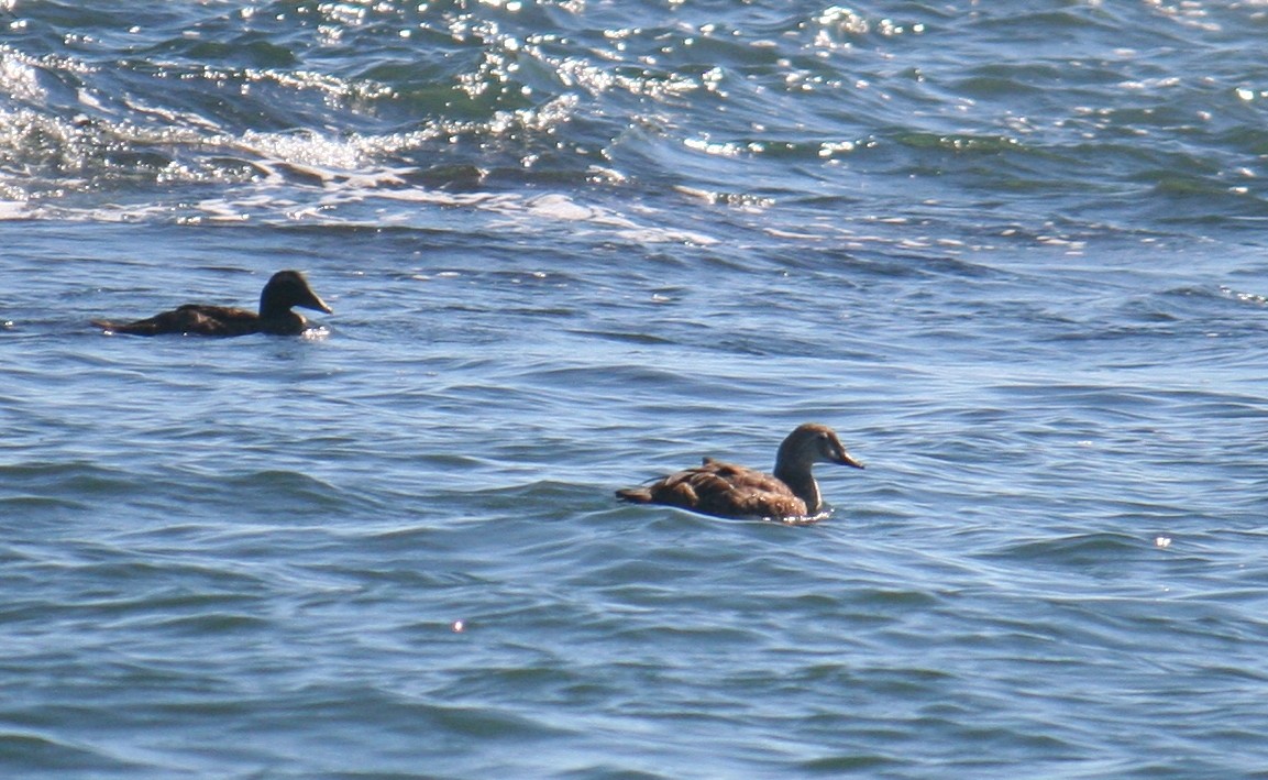 King Eider - ML640368323