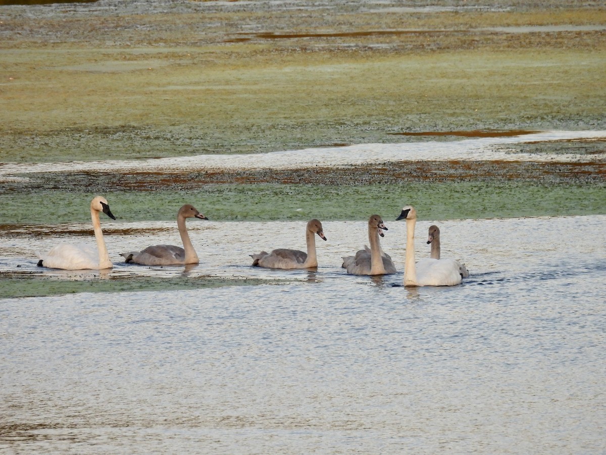 Trumpeter Swan - ML640368332
