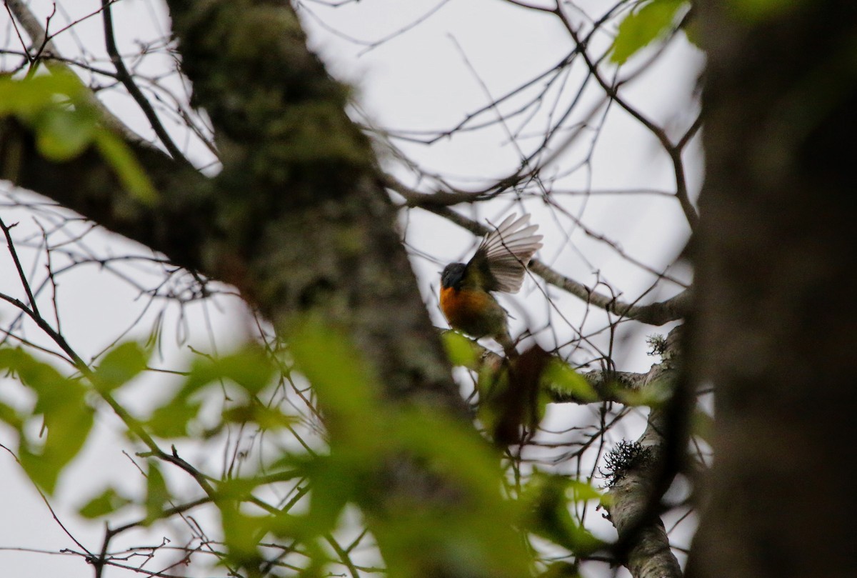 Slaty-backed Flycatcher - ML640368358